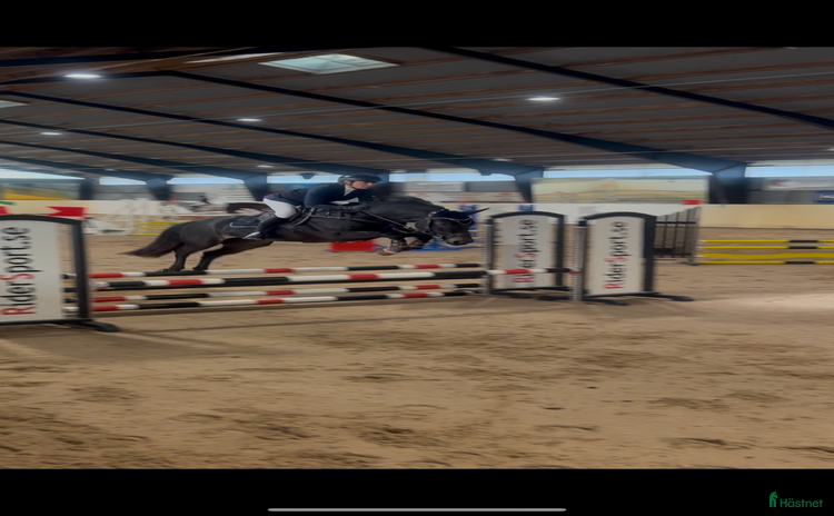  hästar i Munka-ljungby - Annons 1