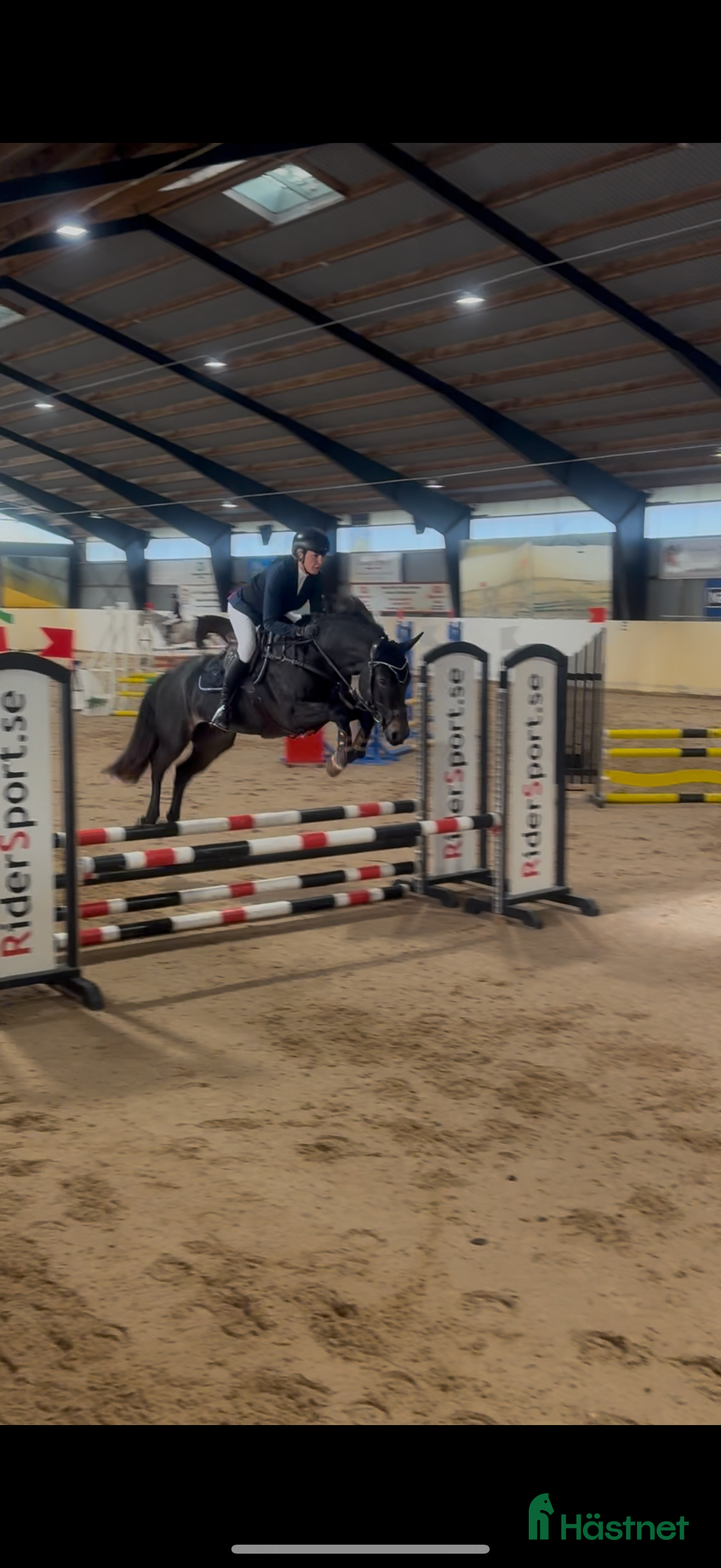 Hoppning hästar till salu: 🌟D ponny med enorm hopp kapacitet🌟 i Munka-ljungby - Annons 1