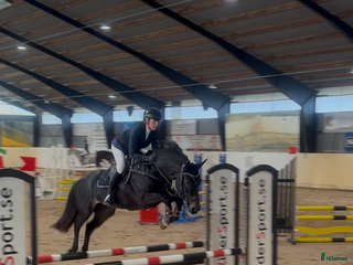 Hoppning hästar till salu: 🌟D ponny med enorm hopp kapacitet🌟 i Munka-ljungby - Annons 1