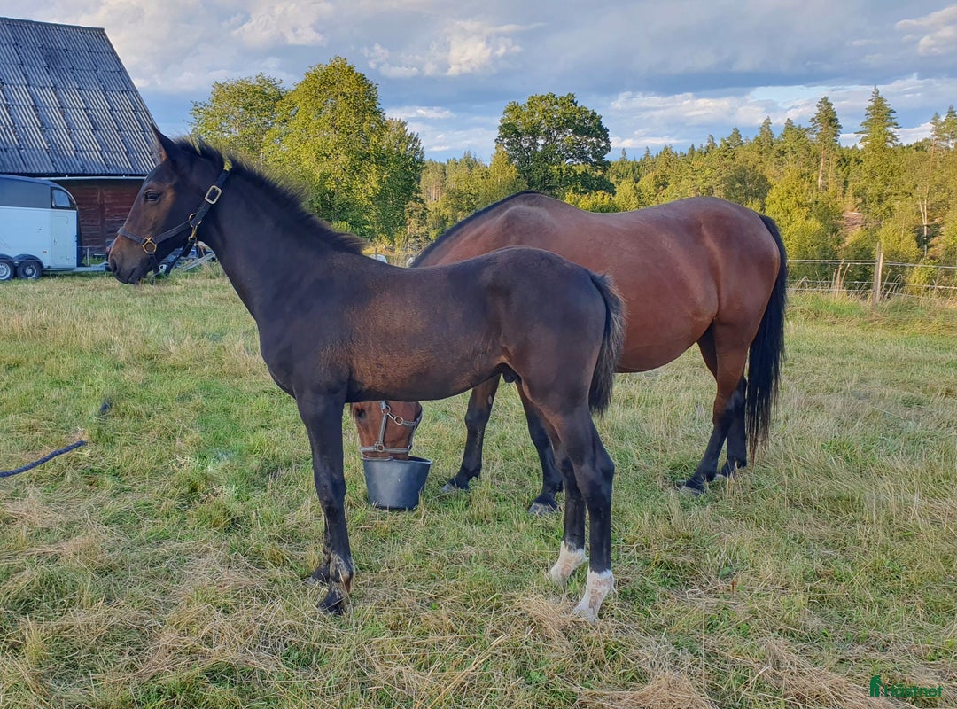 Hoppning hästar till salu: Hoppföl x3 säljes- Svårklassmöderne & Elithingstar i Lammhult - Annons 6