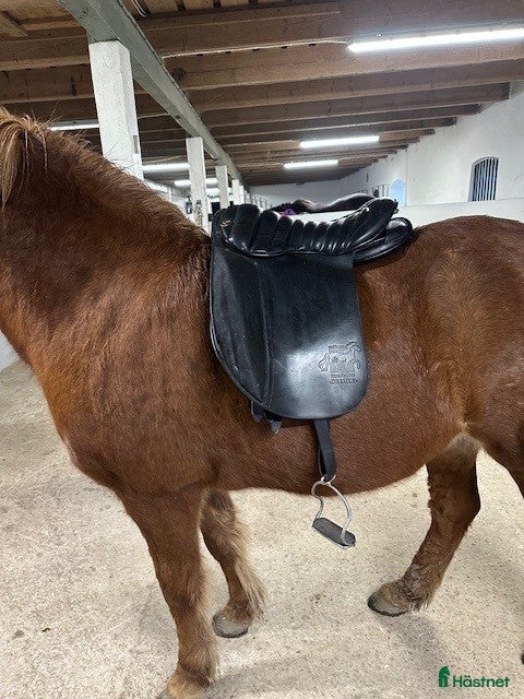 Sadlar hästutrustning till salu: Islands sadlar, unghäst sadlar 17,5 tum o 18 tum i Kattarp - Annons 14