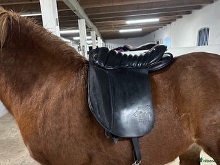 Sadlar hästutrustning till salu: Islands sadlar, unghäst sadlar 17,5 tum o 18 tum i Kattarp - Annons 14