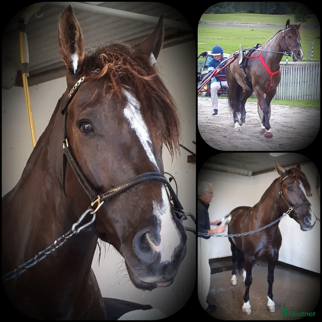 Allround hästar till salu: Super snäll och snyggt kallbodsto - Annons 1