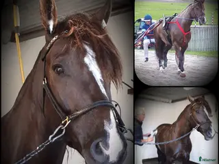 hästar Super snäll och snyggt kallbodsto - Annons 4