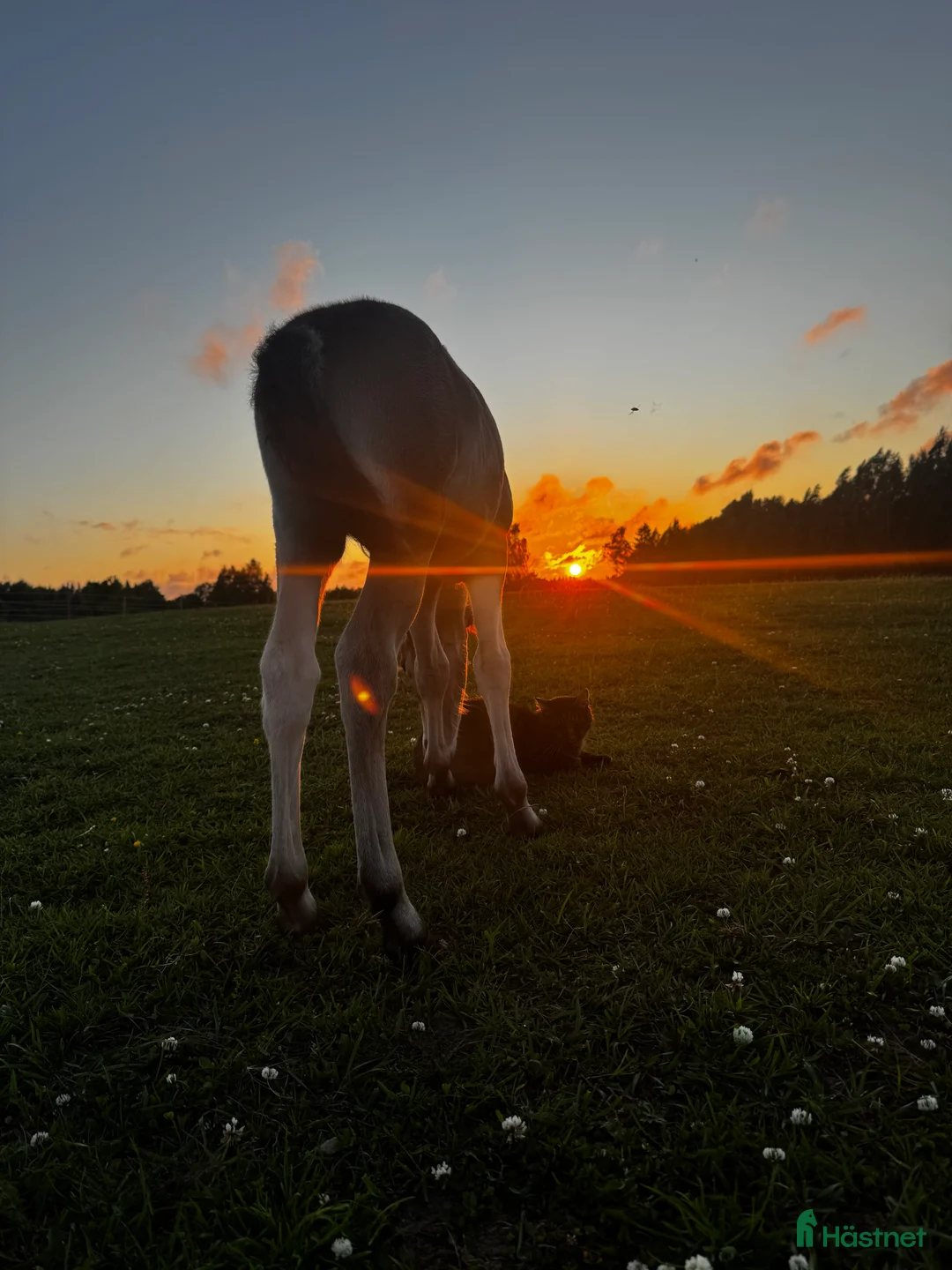Allround hästar till salu: Riktigt trevligt årsföl i Floby - Annons 5
