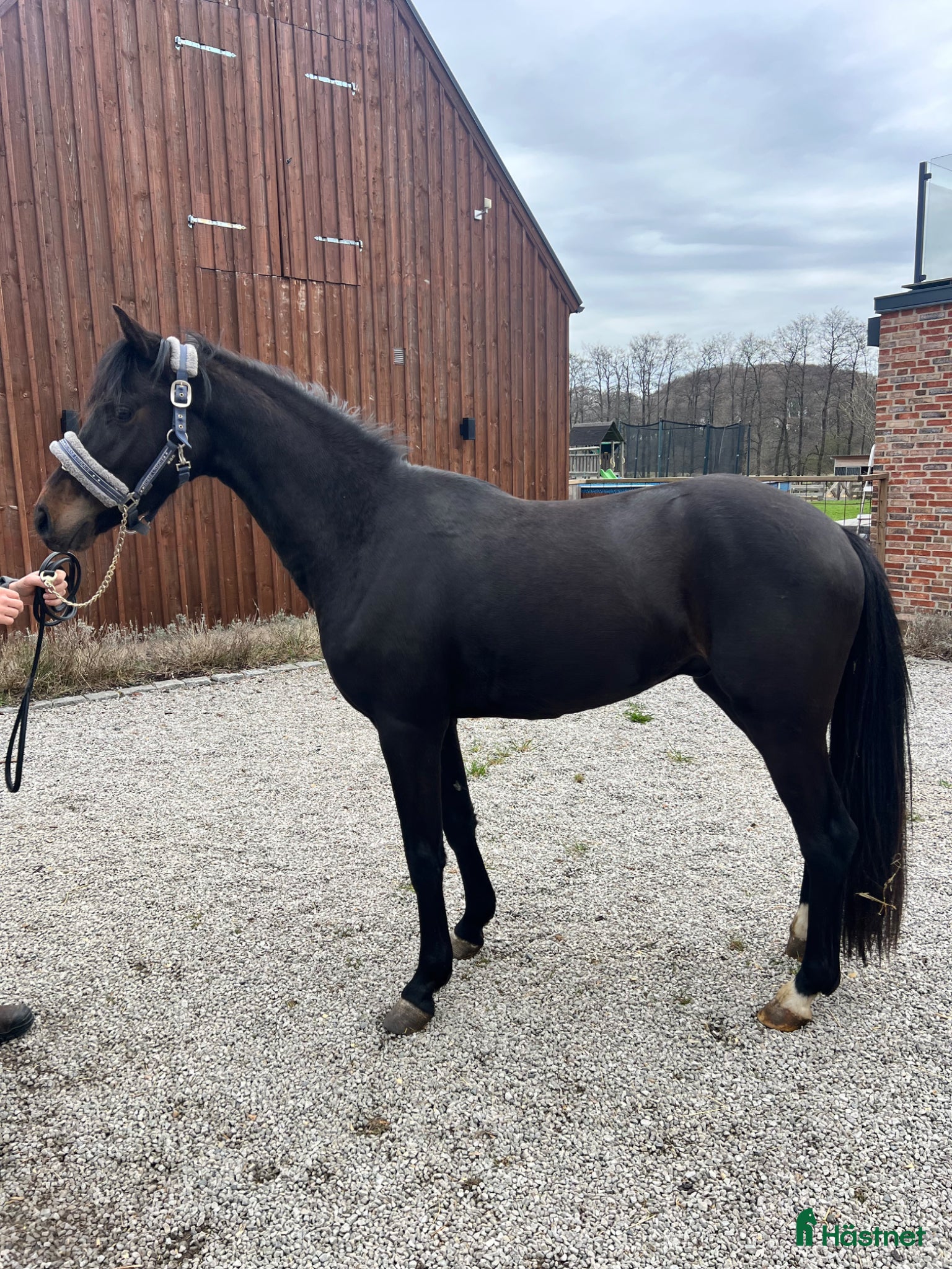  hästar Ungponny med dressyrstam! - Annons 1