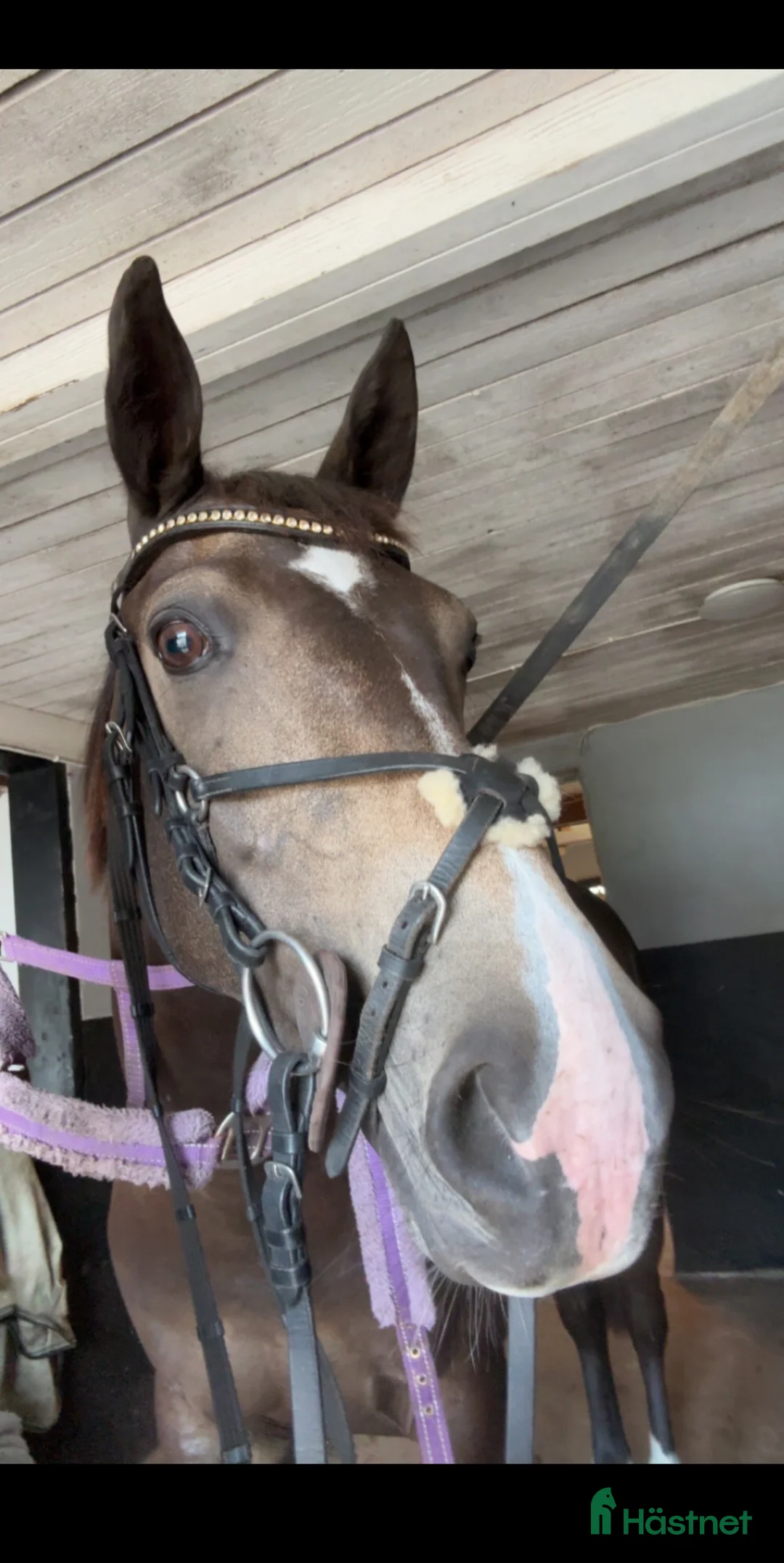 Allround hästar till salu: Sportig D-ponny - Annons 6