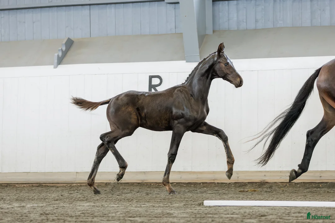 Dressyr hästar till salu: Talang redo att sätta igång efter BH Hotline! - Annons 10