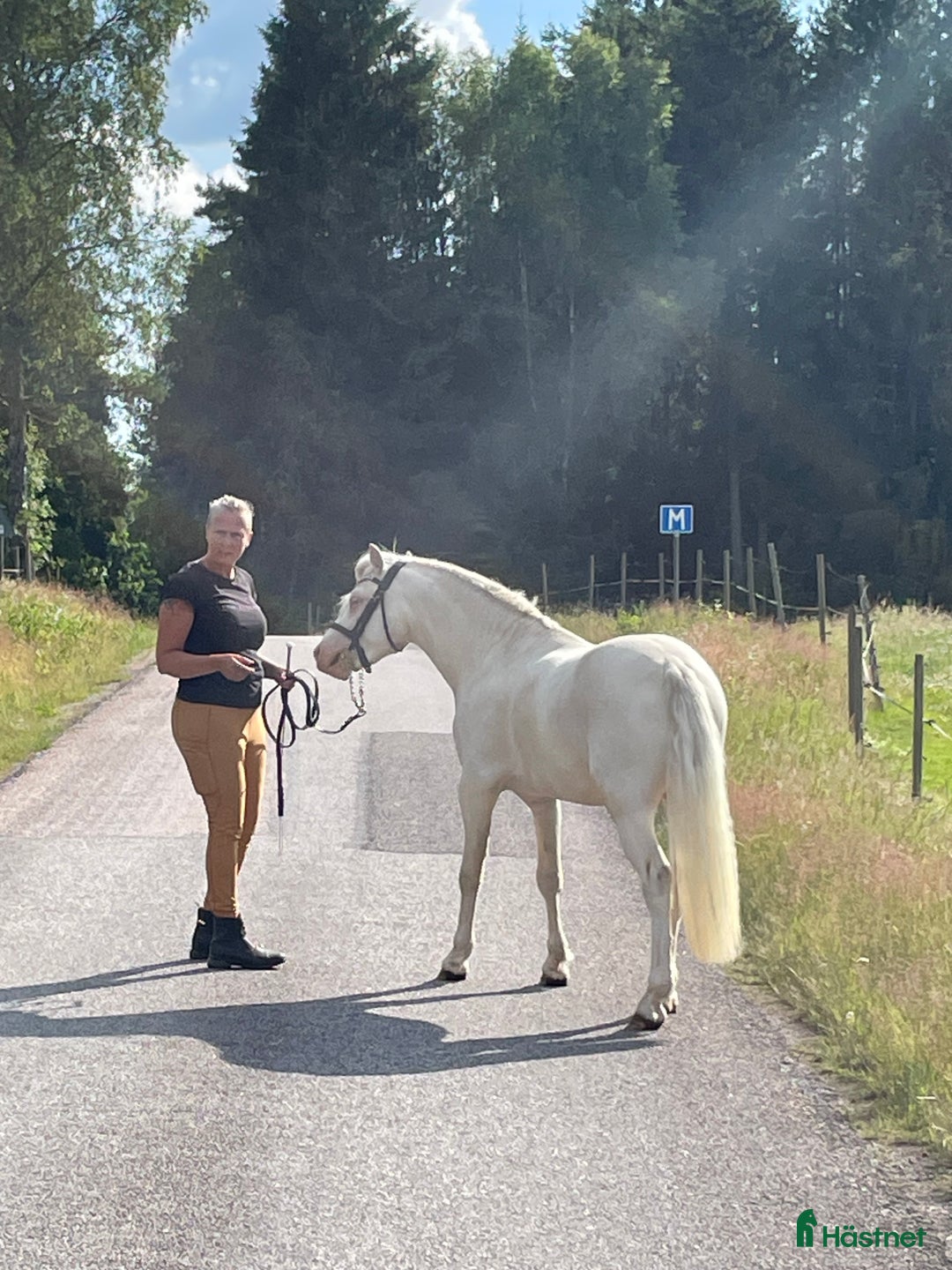 Allround hästar till salu: Blivande treåring, welsh sec B. i Strömsnäsbruk - Annons 3