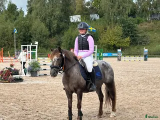 hästar Världens Bästa Ponny - Annons 18