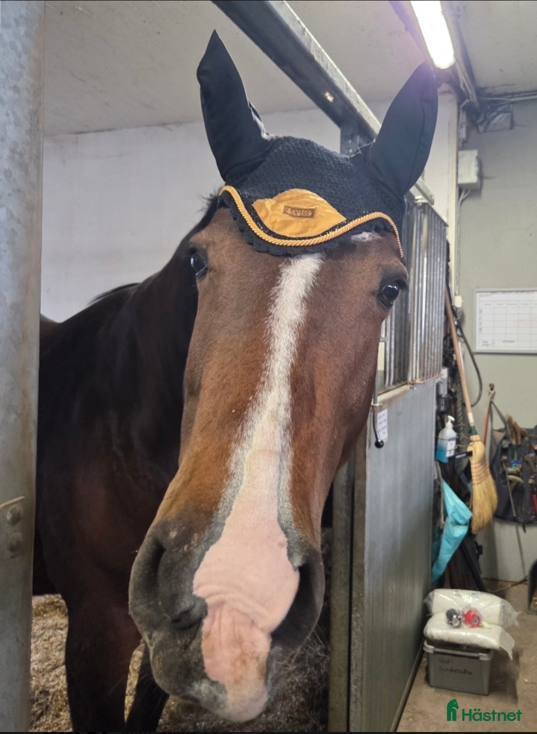 Övrig Hästutrustning hästutrustning Svartguldig huva - Annons 3