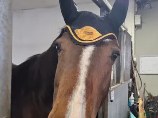 Övrig Hästutrustning hästutrustning Svartguldig huva - Annons 3