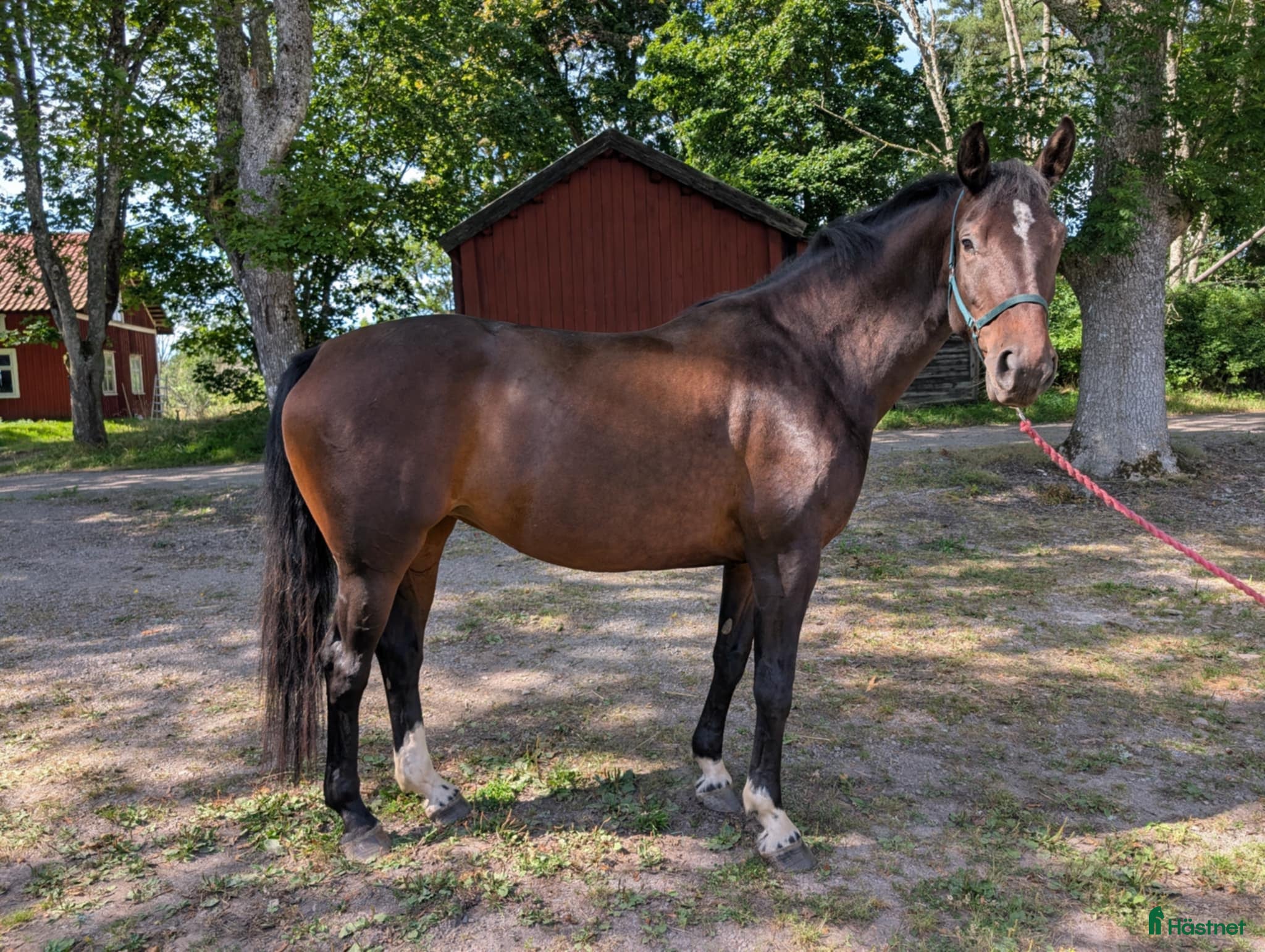  hästar Vacker unghäst med lovande framtid  i Lyrestad - Annons 17