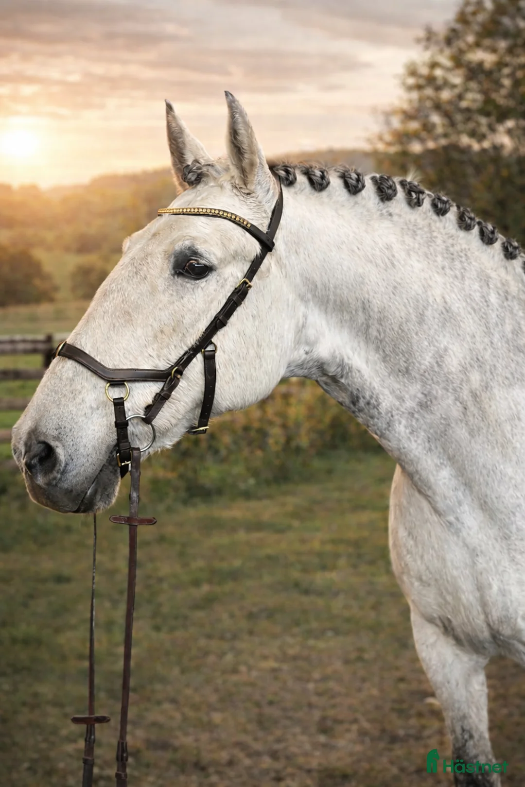 Dressyr hästar till salu: Ståtlig valack med hjärta av guld!  i Överhörnäs - Annons 2