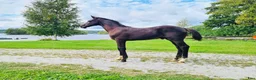 Hoppning hästar till salu: 🌟5 fantastiska föl från svårklassmöderne 🌟 - Annons 5
