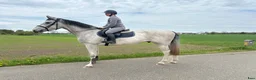 Hoppning hästar till salu: 3 årig SWB  - Annons 1