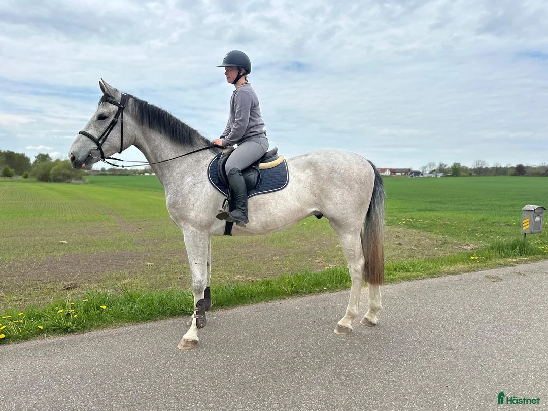 Hoppning hästar till salu: 3 årig SWB  - Annons 1