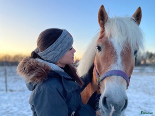 Allround hästar sökes: Låna häst till senare köp!🌟 i Vänersborg - Annons 1