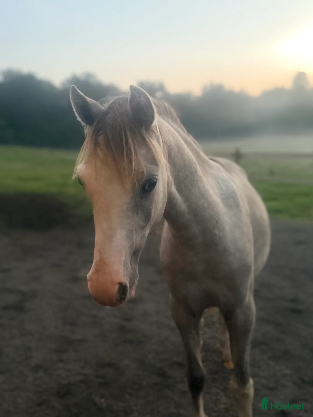Hoppning hästar till salu: Trevlig b-ponnyvalack med prestationsstam i Hjärnarp - Annons 2
