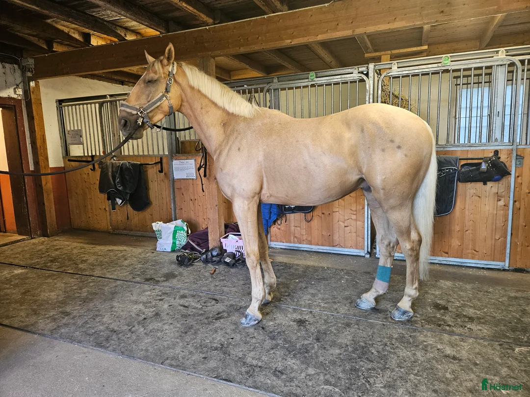  medryttarhäst finnes: Medryttare sökes! - Annons 4