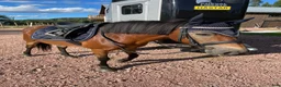 Allround hästar till salu: B ponny med hjärta av guld. - Annons 9