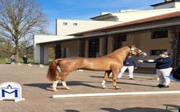 Hoppning hästar till salu: Smuk og talentfuld springpony til salg - Bild 1