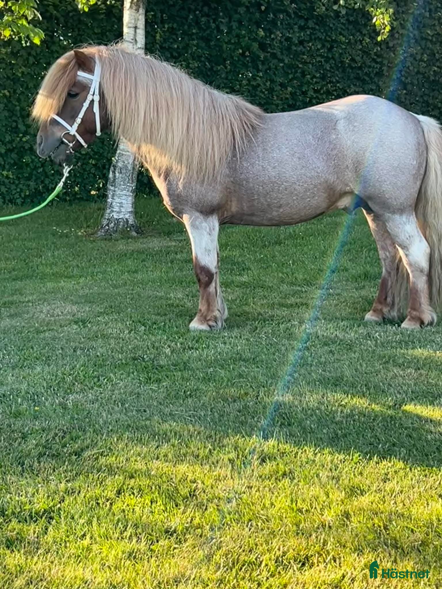  hästar Avel shetlands hingst  - Annons 2