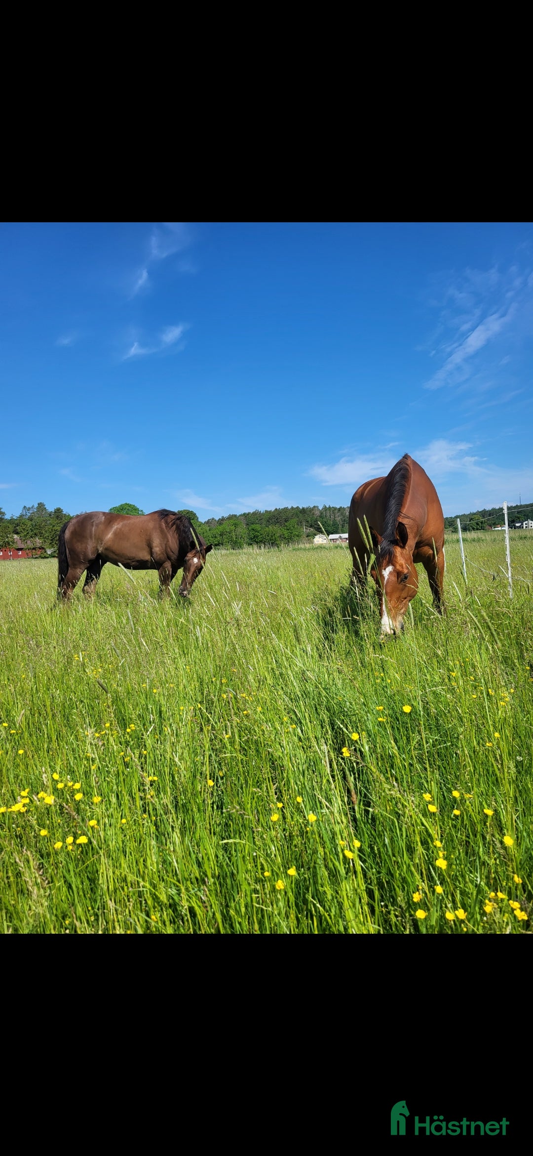  stallplats En ledig stallplats i Kullavik i litet stall - Annons 10