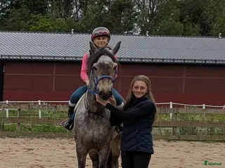 hästar Trevlig läromästare - Annons 7