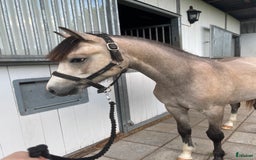 Hoppning hästar till salu: Framtida mästerskapsponny i Klippan - Bild 1
