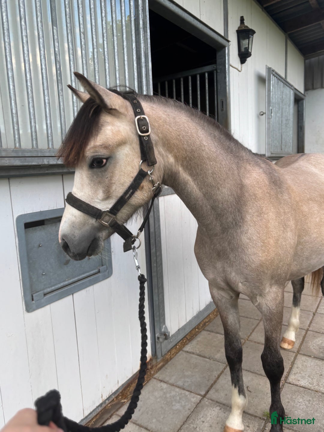 Hoppning hästar till salu: Framtida mästerskapsponny i Klippan - Bild 1