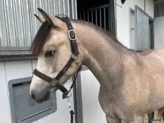 hästar Framtida mästerskapsponny - Annons 8