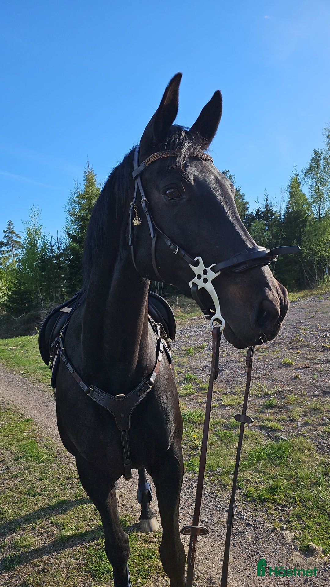 Allround hästar till salu: Sto med enorm personlighet i Linköping - Annons 4