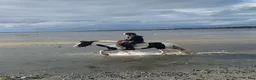 Allround hästar till salu: “Bombproof” 138cm mare - Annons 4