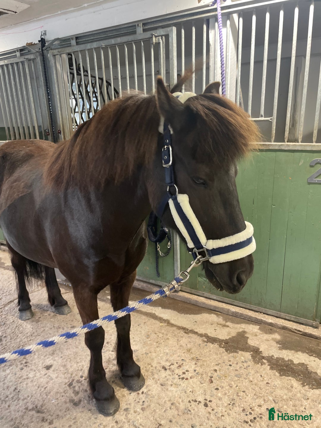 Island hästar till salu: Välutbildat och piggt roligt sto i Värmdö - Annons 7