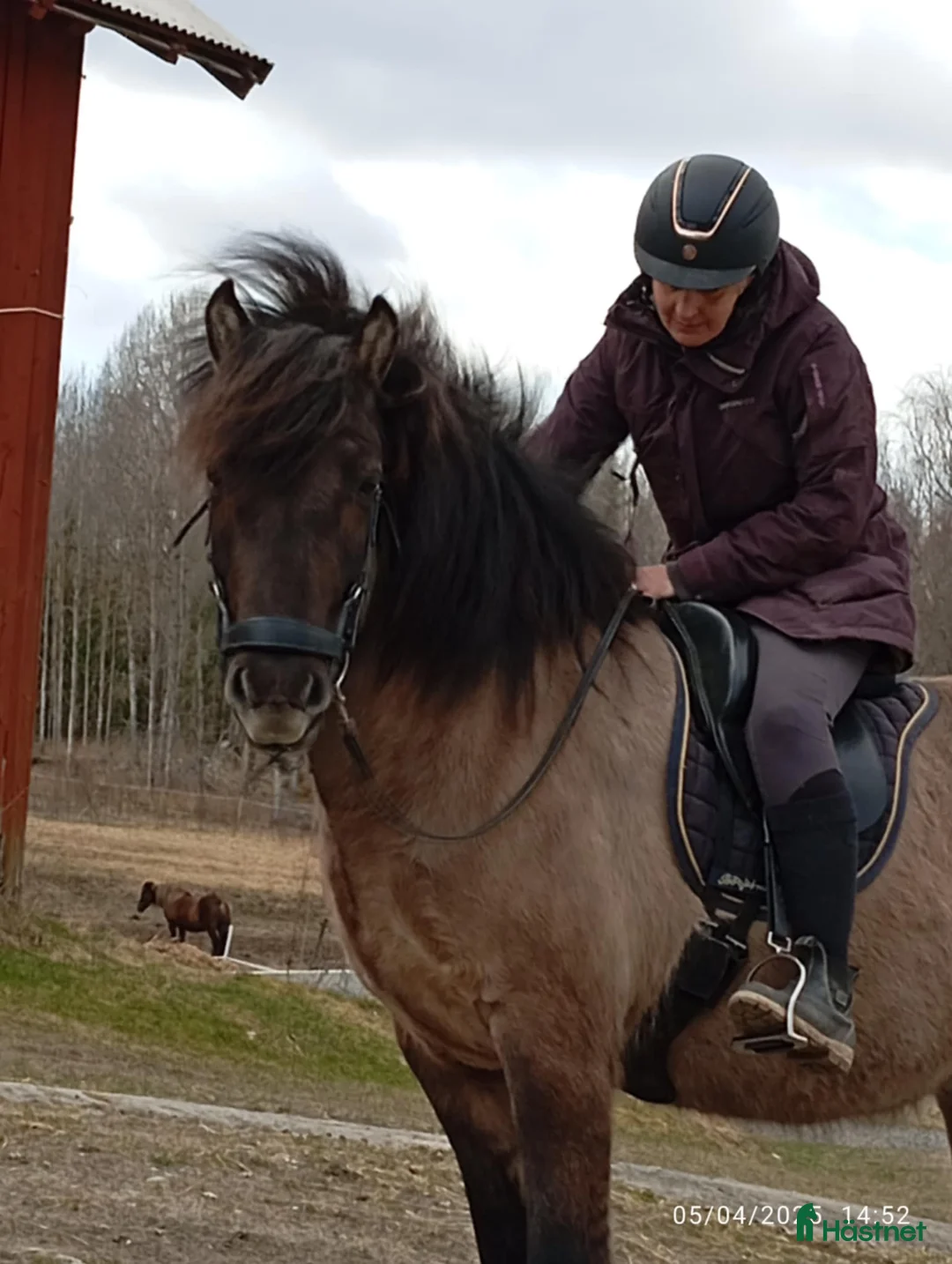 Island hästar till salu: Stor vacker Islandsvalack - Annons 2