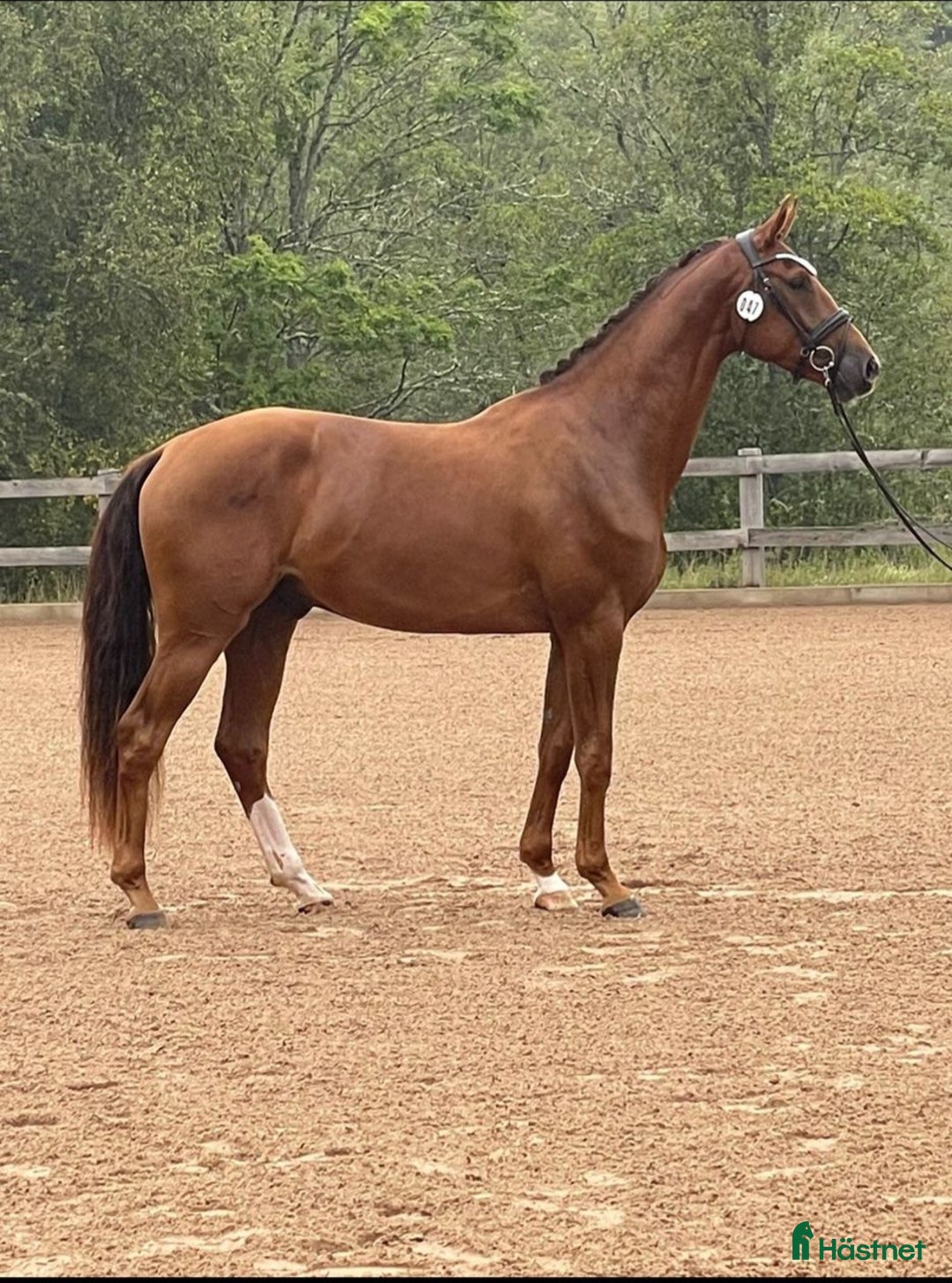 Dressyr hästar till salu: Diplom, 50 poäng på unghästtest. i Alnö - Annons 2