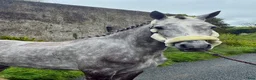 Allround hästar till salu: Selection of Connemara ponies  - Annons 5