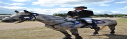 Hoppning hästar till salu: Bonnie Gray – Irsk Max Kategori 1 Springpony – 9år - Annons 7