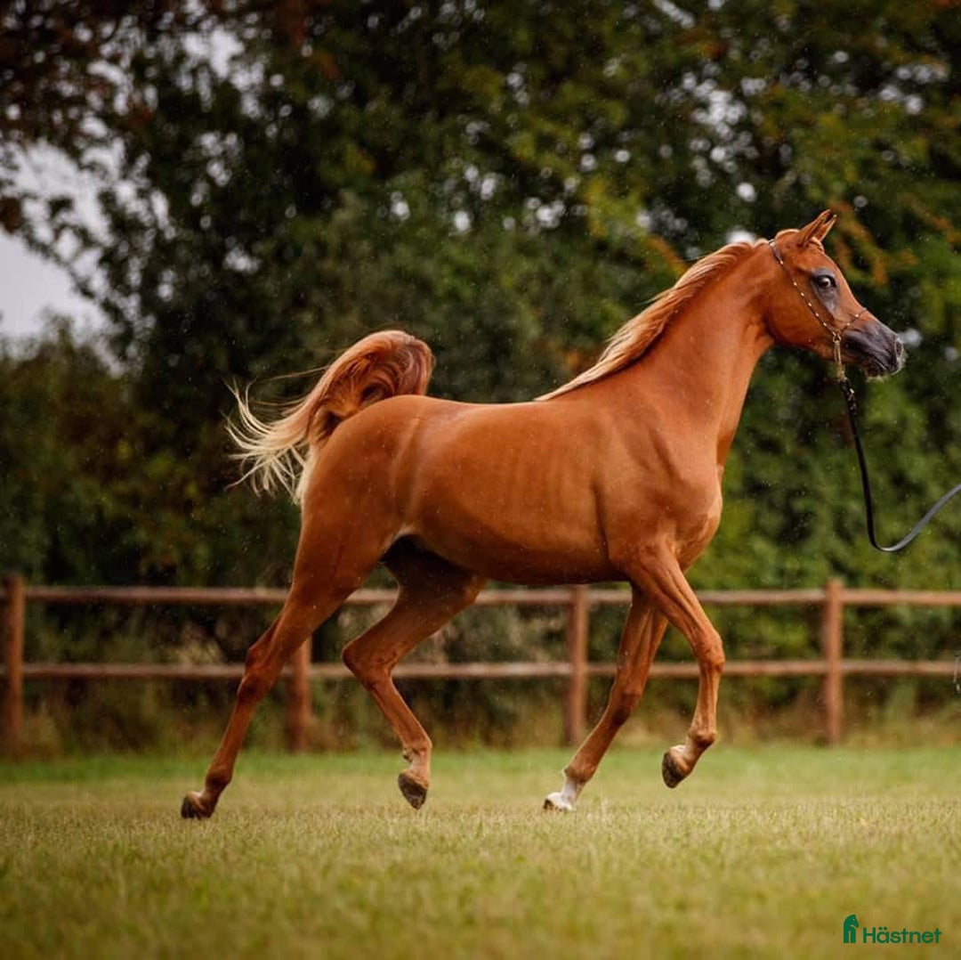 Allround hästar till salu: Smuk Ox araber hingst i Broby kommun - Annons 10