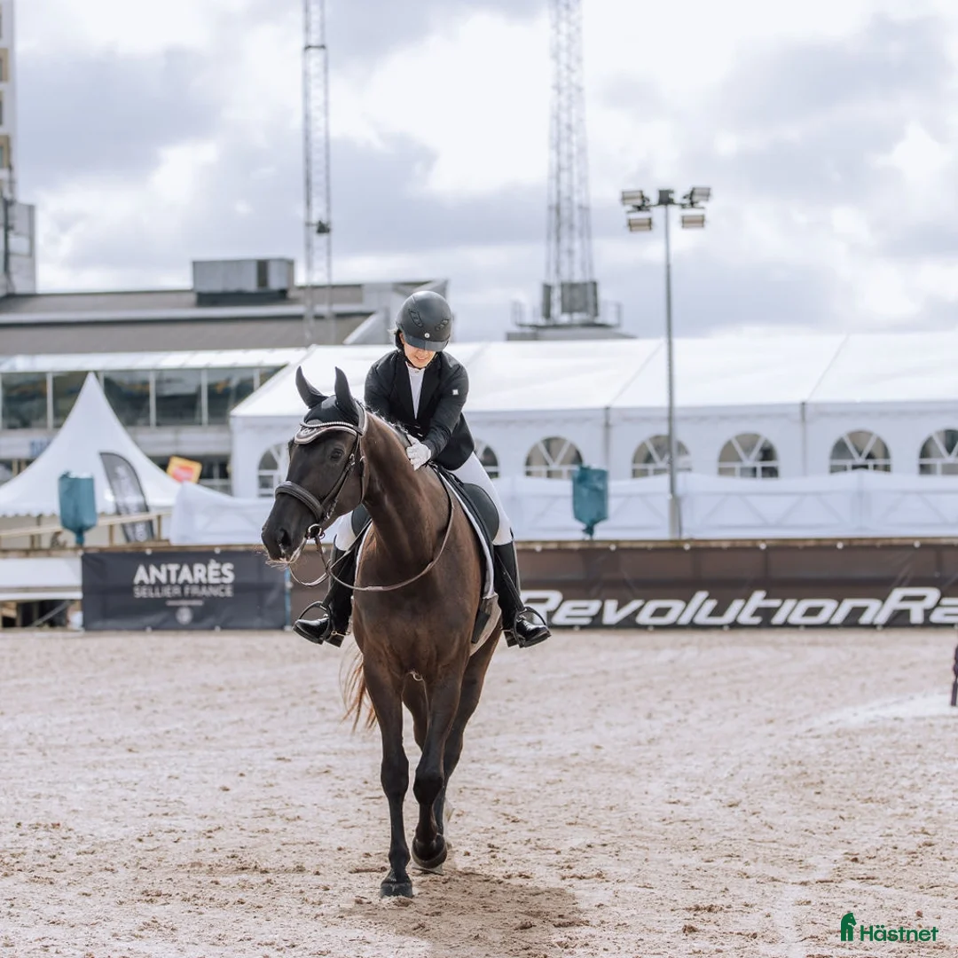 Galleribild {{count}}