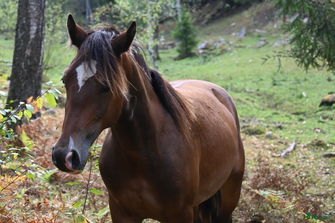 Allround hästar till salu: Welsh Cob valack - Annons 1