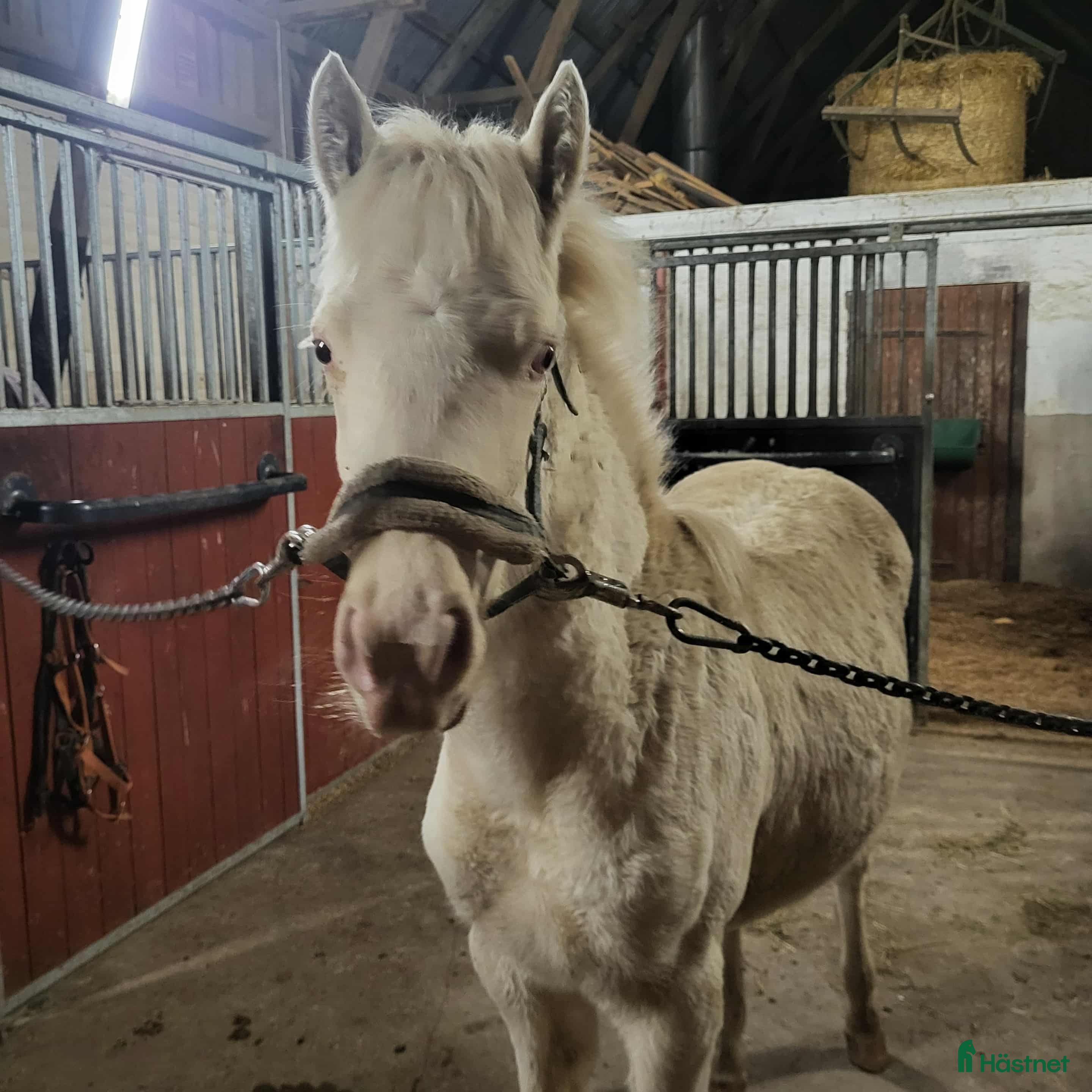  hästar Connemara sto i Ronneby - Annons 8