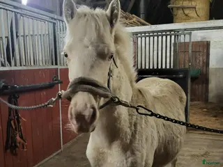 hästar Connemara sto i Ronneby - Annons 8