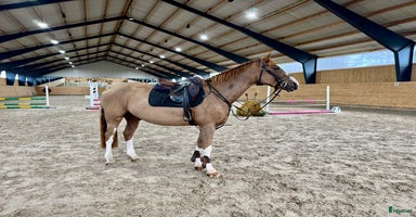  hästar i Fjärås - Annons 9