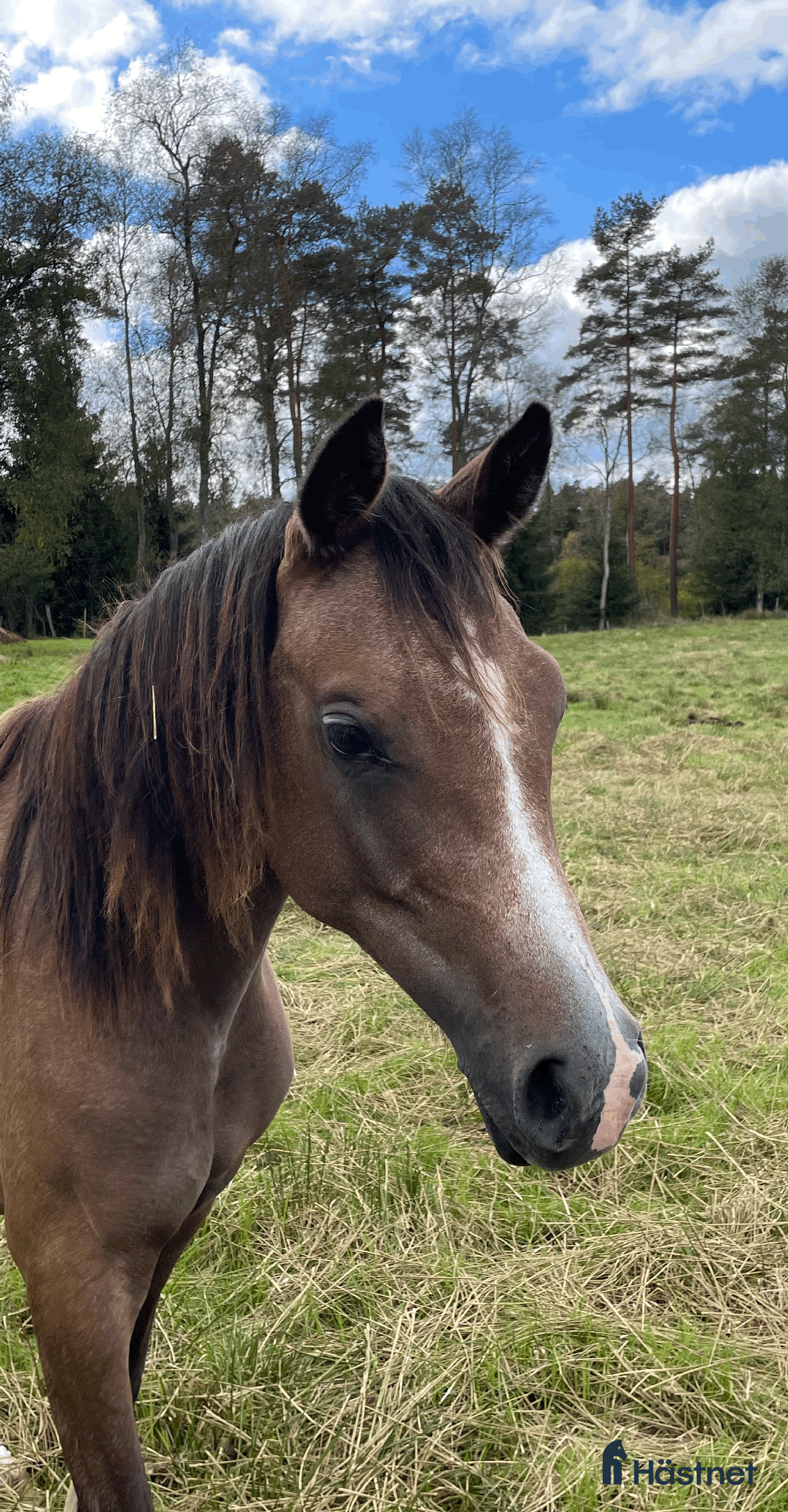 Allround hästar till salu: Trevlig unghingst i Skånes Fagerhult - Annons 4