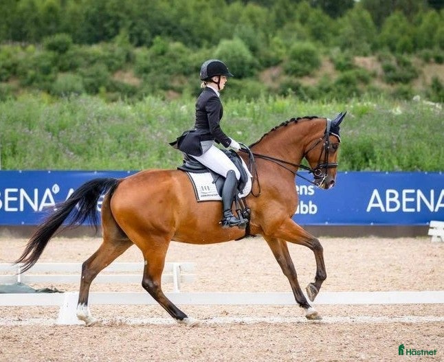  hästar Fantastisk gentleman - Annons 1