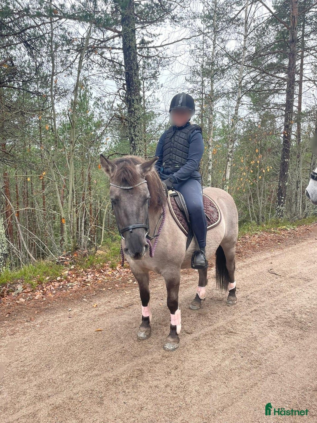 Körning hästar till salu: Charmig ponny till tuff ryttare! i Ljusdal - Annons 3