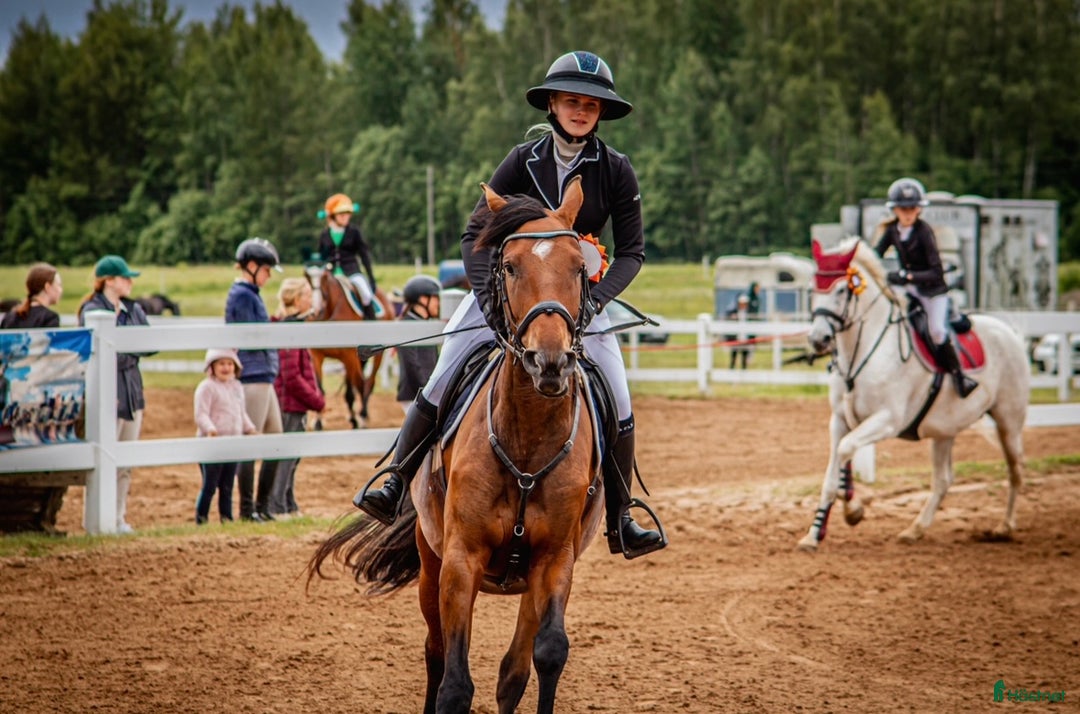 Hoppning hästar till salu: Gucci 2021 - Annons 5