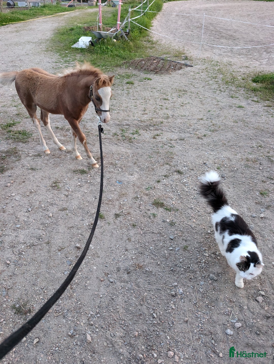 Allround hästar till salu: Två halvbröder söker nytt hem i Ilsbo - Annons 5